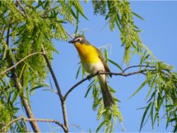 Yellow-breasted Chat